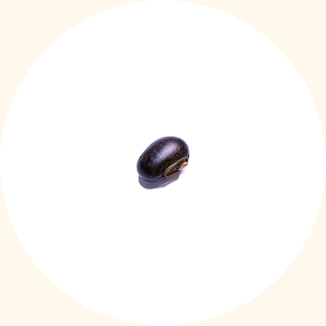 Mucuna bracteata (MB)