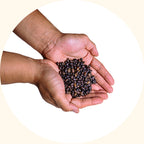 Mucuna bracteata weed suppression effectiveness