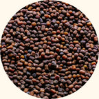 Pueraria javanica cover crop seeds by KudzuSeeds