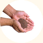 Pueraria javanica rapid soil stabilization