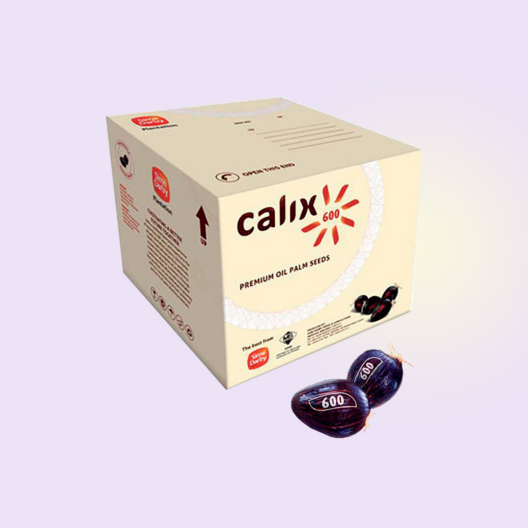 Calix 600 super hybrid oil palm seeds by Sime Darby Seeds