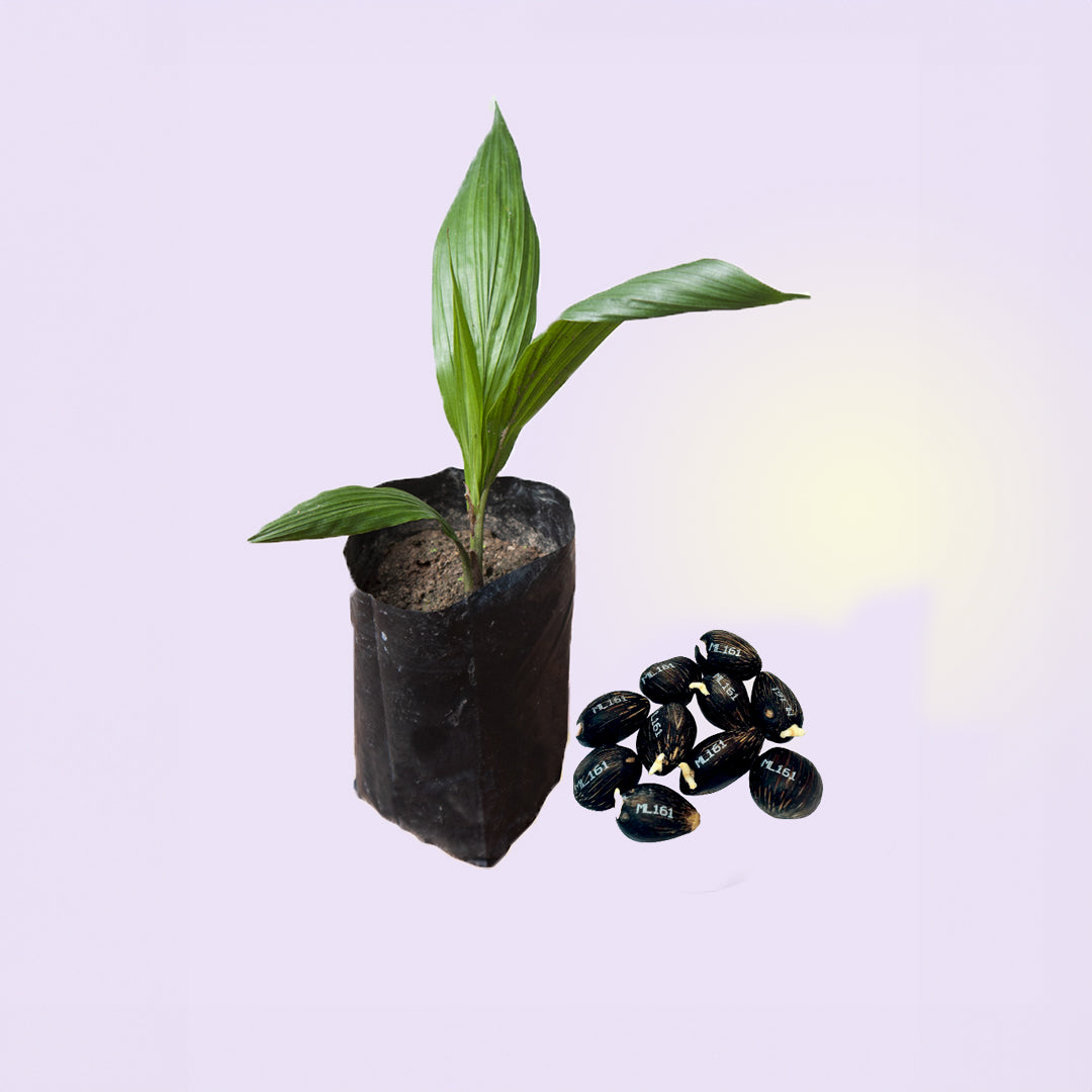 Yangambi ML161 oil palm germinated seeds by FGV Agri Services