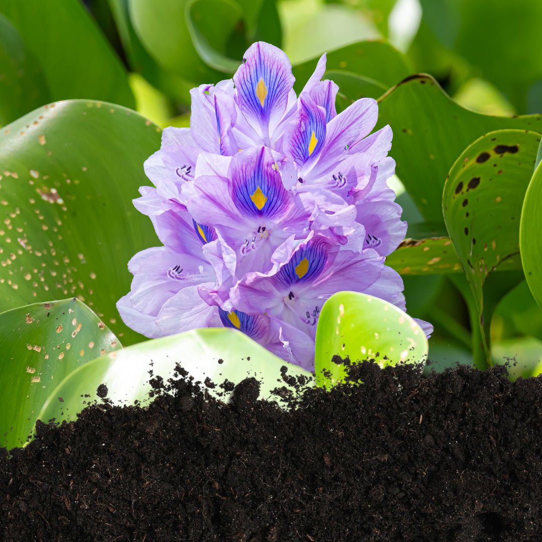 Hyacinth Plus product packaging from KudzuSeeds Trading