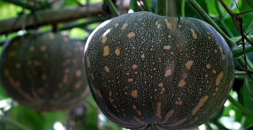 Dark green squash ripening on the vine