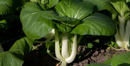 Pechay (pak choi) growing in a field, with broad dark green leaves on white stalks