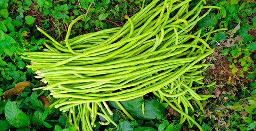 Freshly picked yardlong beans (pole sitao) piled on the ground in a vegetable field