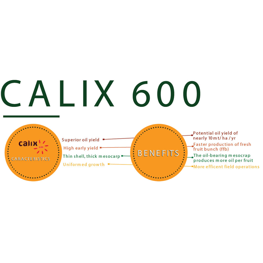 CALIX 600