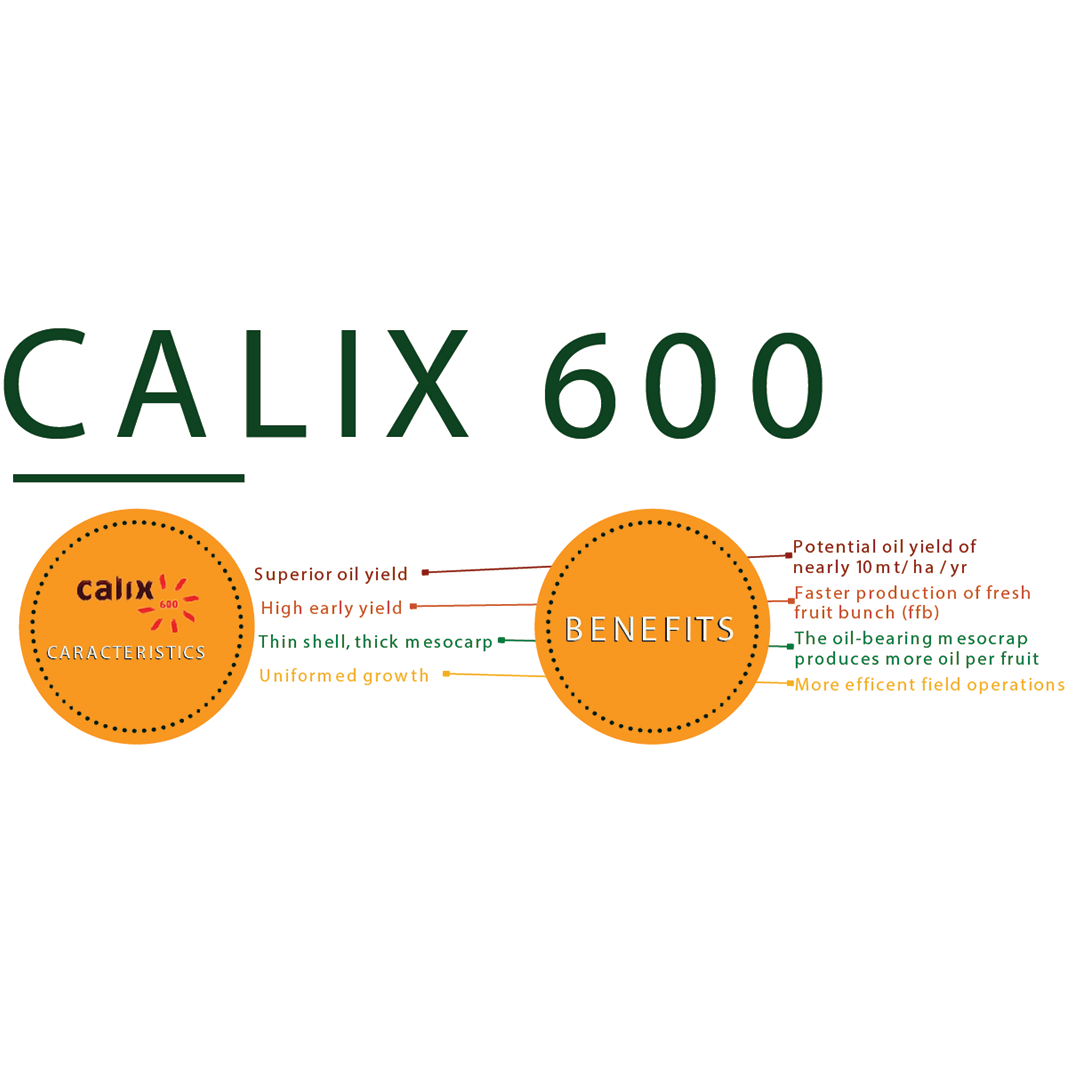 CALIX 600 Kudzuseeds