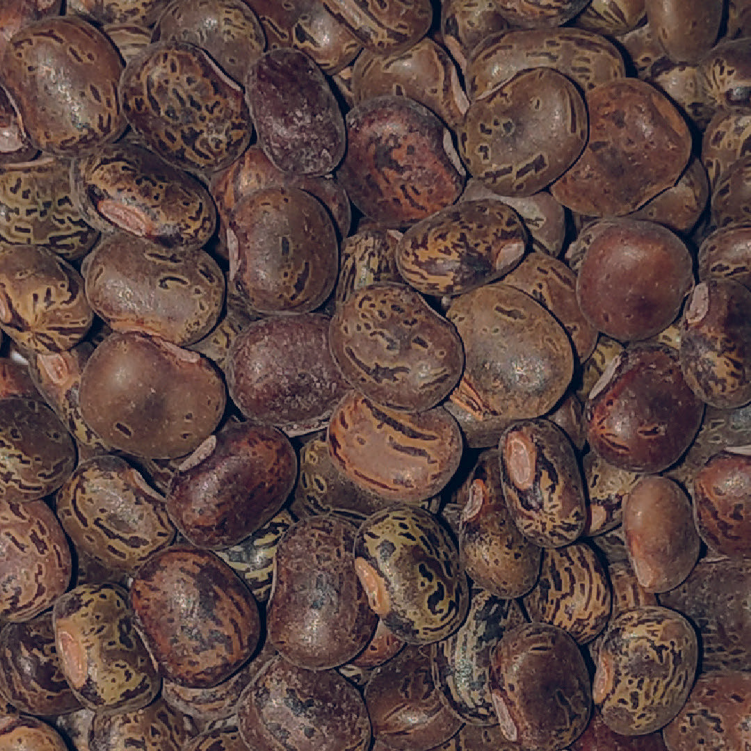 Cover Crop Seeds Kudzuseeds