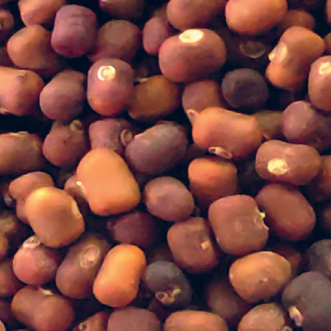 Cover Crop Seeds Kudzuseeds